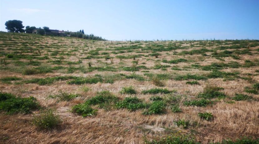 vista del podere - view of the farm